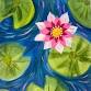 Waterlilies-Adult