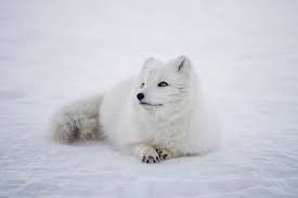 Arctic foxes are active throughout the year. The Arctic Fox In Iceland