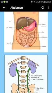 Anatomy of the stomachgastric or stomach anatomy. Radiographic Positioning Abdomen Chest Pelvis For Android Apk Download