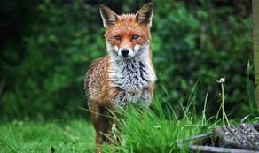 Foxes are often dig shallow holes when they are looking for earthworms and other grubs to eat. How To Keep Foxes Out Of The Garden 5 Quick And Easy Deterrents To Keep Foxes Away Express Co Uk