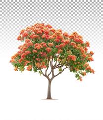 Image result for Caesalpinia ferrea