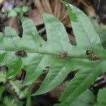 Image result for Tectaria fernandensis