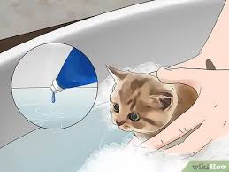 Get a ragdoll, bengal, siamese and 11 week old beautiful female kitten available for adoption immediately. 3 Ways To Treat Fleas In Young Kittens And Nursing Mothers