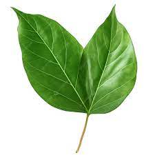 A blurred vibrant green salad leaf.
