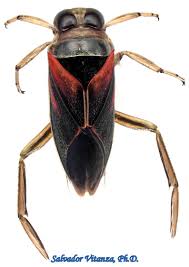 Image result for Notonectidae