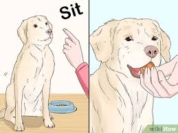 To prevent a dog from chewing on electrical cables, you should keep them well out of reach. How To Stop A Dog From Eating Too Fast 14 Steps With Pictures