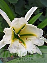 Image result for Ismene narcissiflora