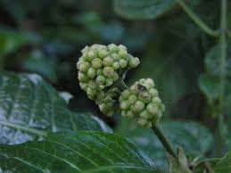 Image result for Manostachya