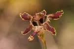 Image result for Ferraria glutinosa
