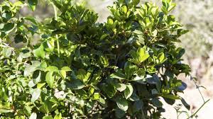 Image result for Eugenia capensis