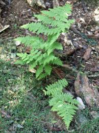 Image result for Histiopteris