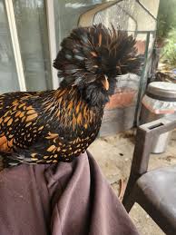 Free to a good home he is great for protection have 2 and other one is  bonded!