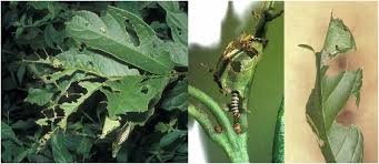 Image result for Triaspis macropteron