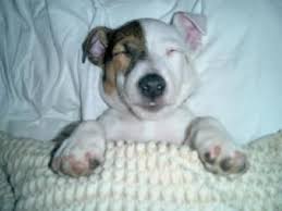 Check spelling or type a new query. Jack Russell Shih Tzu Mix Puppies For Sale Jack Russell Puppies Jack Russell Dogs