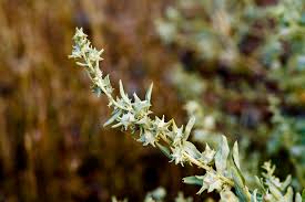 Image result for Atriplex