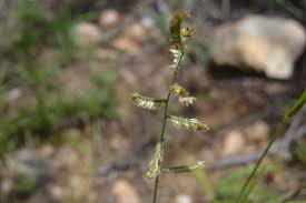 Image result for Urochloa nigropedata