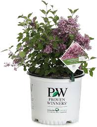 Syringa reticulata 'ivory silk' japanese tree lilac. Amazon Com 3 Gal Bloomerang Dark Purple Reblooming Lilac Syringa Live Shrub Purple Flowers Garden Outdoor