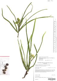 Image result for Atalaya alata