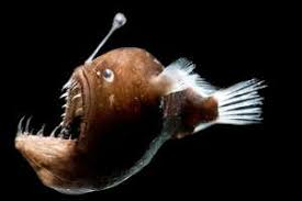 It is available to players from level 68 fishing (the same requirement to enter the fishing guild) and involves fishing in the deep sea fishing hub. Deep Sea Anglerfish May Shed Luminous Bacteria Into The Ocean Water New Scientist