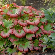 From flowers to ferns, choose spiderwort or tradescantia is a part shade—not deep shade—plant. Photo Essay Shade Perennials That Aren T Hostas Heucheras Or Ferns Perennial Resource