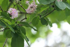 Image result for Dais cotinifolia