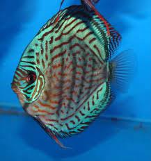The image used above is for illustration purposes only. Brilliant Turquoise Discus 4 5cm Aquatic Village
