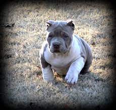 Swag kennels is not regular pitbull breeder, our dogs are family and we take extra care of each our. Bully Pitbull Puppies For Sale Near Me Pet S Gallery
