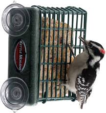 You can attract these beautiful birds to your backyard as i do by using a premium wild bird food mix that contains berries and nuts which i place in my platform feeder. Amazon Com Kettle Moraine Window Mount Single Suet Cake Woodpecker Bird Feeder Patio Lawn Garden
