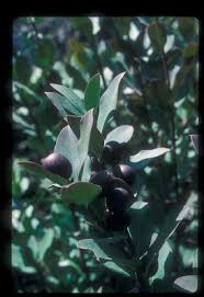 Image result for Acokanthera schimperi