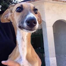 Maybe you would like to learn more about one of these? Brigitte Her Life Is Our Life Galgos Del Sol Murcia