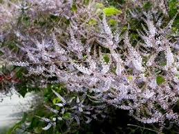 Image result for Tetradenia bainesii