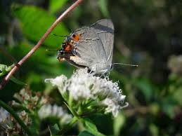 Image result for Mikaniopsis usambarensis