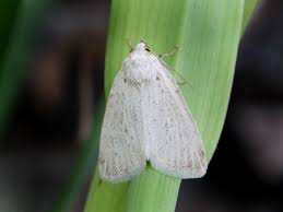 Image result for Photedes morrisii