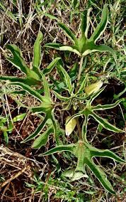 Image result for Solanecio sp.no.1