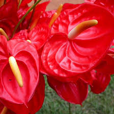 Check spelling or type a new query. 25 Most Beautiful Red Flowers