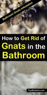 Bathroom Gnats Infestation How To Get Rid Of Gnats In The Bathroom How To Get Rid Of Gnats Bathroom Cleaning Hacks Gnats
