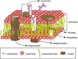 Just like the nucleus, both cell types are surrounded by a membrane that's known as a phospholipid bilayer. Once Upon A Time The Cell Membranes 175 Years Of Cell Boundary Research Biology Direct Full Text