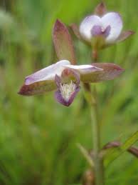 Image result for Eulophia hians