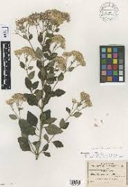 Image result for Ageratinastrum palustre