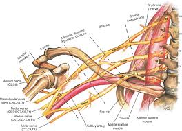 Image result for Axillary Nerve Block