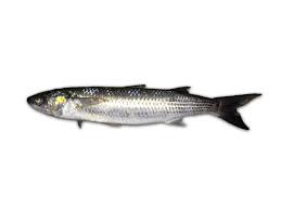 Appat Mulet Les Techniques De Peche
