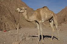 Dromedary Wikipedia