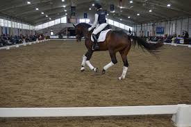 He trained me as much as i trained him, and was always the 'chief' in our barn. The Chronicle Of The Horse