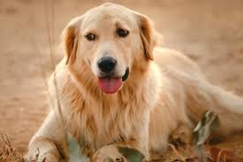 Golden Retriever Breeders In New England Reviewed Breeder Review