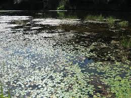 Image result for Nymphoides brevipedicellata