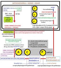 Porphyria Funny Way To Remember Heme Synthesis Pathway