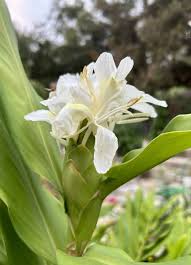 Image result for Helichrysum moggii