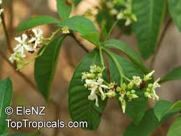 Image result for Voacanga chalotiana