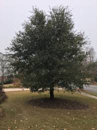 Check spelling or type a new query. Live Oak Growing In North Georgia Walter Reeves The Georgia Gardener
