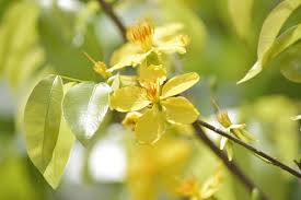 Image result for Ochna cyanophylla
